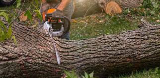 How Our Tree Care Process Works  in  Evart, MI